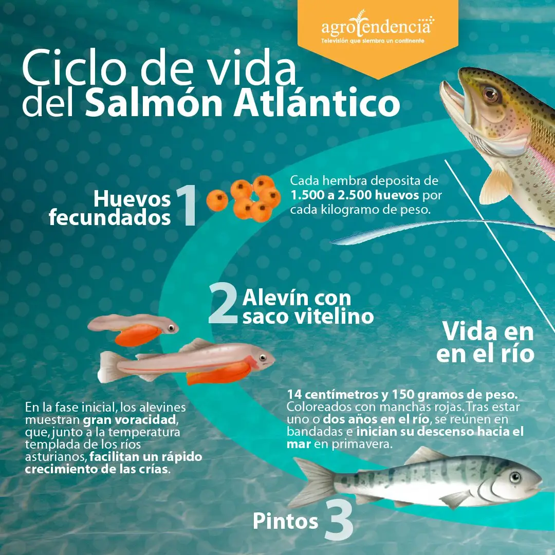 imagen del ciclo de vida del salmón