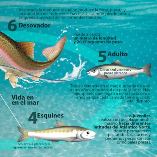 Dibujo del salmón y su ciclo de vida