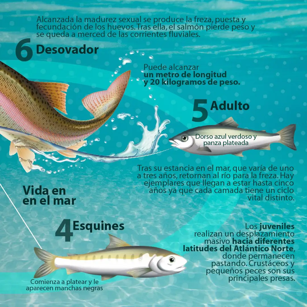 Dibujo del salmón y su ciclo de vida