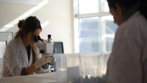 Semillas de cáñamo como alternativa de proteína