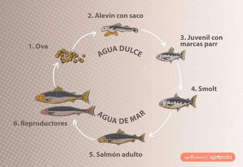 Ciclo de reproducción del salmón 