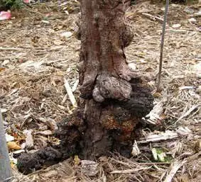 Planta de durazno con agallas en la base del tallo