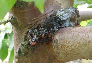 Cultivo de durazno - Durazno - Manejo del cultivo de durazno - Plagas y enfermedades del cultivo de durazno - Cosecha del durazno - Usos gastronómicos del durazno