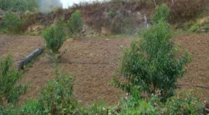 Cultivo de durazno - Durazno - Manejo del cultivo de durazno - Plagas y enfermedades del cultivo de durazno - Cosecha del durazno - Usos gastronómicos del durazno