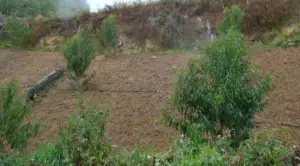 Cultivo de durazno - Durazno - Manejo del cultivo de durazno - Plagas y enfermedades del cultivo de durazno - Cosecha del durazno - Usos gastronómicos del durazno