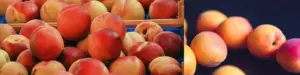 Cultivo de durazno - Durazno - Manejo del cultivo de durazno - Plagas y enfermedades del cultivo de durazno - Cosecha del durazno - Usos gastronómicos del durazno