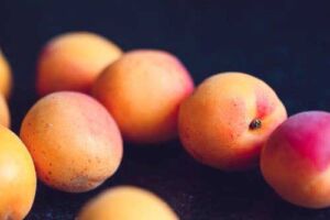 Cultivo de durazno - Durazno - Manejo del cultivo de durazno - Plagas y enfermedades del cultivo de durazno - Cosecha del durazno - Usos gastronómicos del durazno