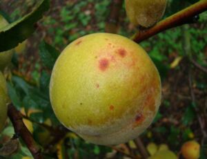 Cultivo de durazno - Durazno - Manejo del cultivo de durazno - Plagas y enfermedades del cultivo de durazno - Cosecha del durazno - Usos gastronómicos del durazno
