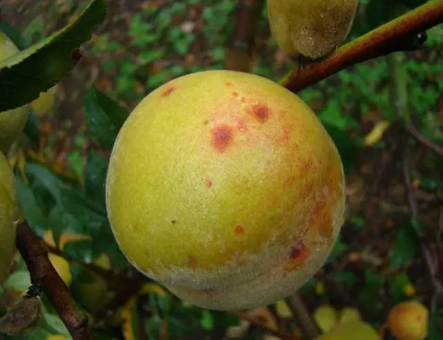 durazno con enfermedad de mancha marrón en su concha