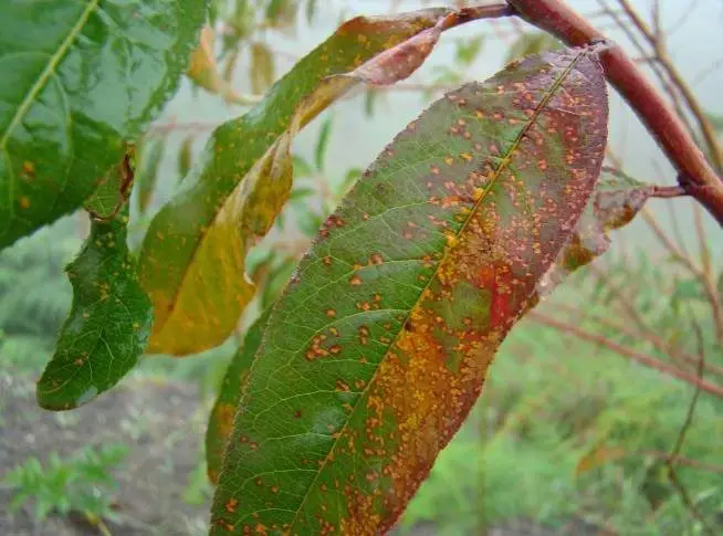 Hoja de durazno enferma con roya