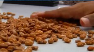 Producción de semillas en la agricultura moderna
