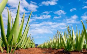 Sábila o Aloe vera: tipos, beneficios y propiedades