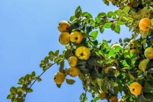 Cultivo de durazno - Durazno - Manejo del cultivo de durazno - Plagas y enfermedades del cultivo de durazno - Cosecha del durazno - Usos gastronómicos del durazno