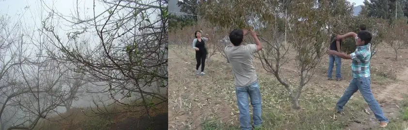 Plantas defoliadas y personas defoliando plata de durazno