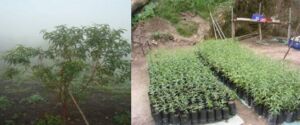 Cultivo de durazno - Durazno - Manejo del cultivo de durazno - Plagas y enfermedades del cultivo de durazno - Cosecha del durazno - Usos gastronómicos del durazno