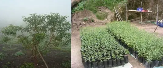 Foto izquierda planta pequeña durazno, foto derecha plántulas de durazno en bolsas negras