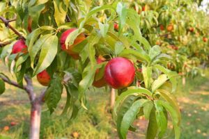 Cultivo de durazno - Durazno - Manejo del cultivo de durazno - Plagas y enfermedades del cultivo de durazno - Cosecha del durazno - Usos gastronómicos del durazno