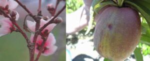 Cultivo de durazno - Durazno - Manejo del cultivo de durazno - Plagas y enfermedades del cultivo de durazno - Cosecha del durazno - Usos gastronómicos del durazno