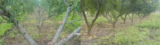 Cultivo de durazno podado en forma de Y