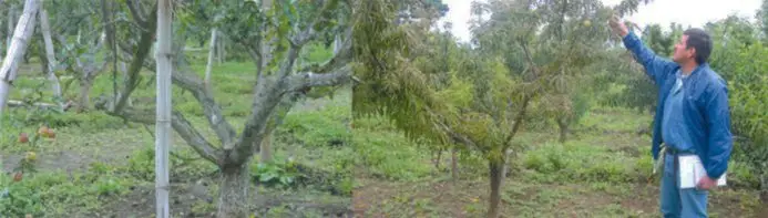 Hombre evaluando árbol de durazno