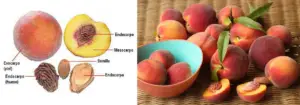 Cultivo de durazno - Durazno - Manejo del cultivo de durazno - Plagas y enfermedades del cultivo de durazno - Cosecha del durazno - Usos gastronómicos del durazno
