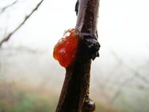 Cultivo de durazno - Durazno - Manejo del cultivo de durazno - Plagas y enfermedades del cultivo de durazno - Cosecha del durazno - Usos gastronómicos del durazno