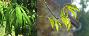 Cultivo de durazno - Durazno - Manejo del cultivo de durazno - Plagas y enfermedades del cultivo de durazno - Cosecha del durazno - Usos gastronómicos del durazno