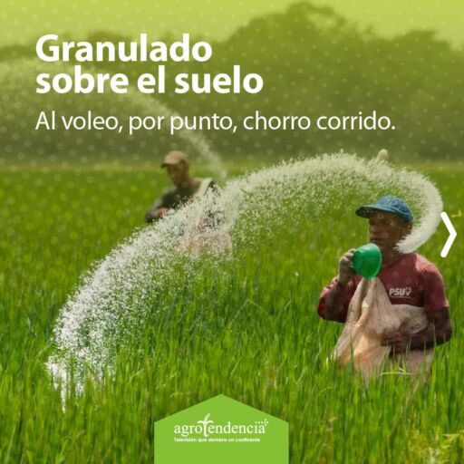 Hombres realizando la fertilización de forma manual al voleo