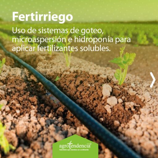 Una manguera fertilizando unas plántulas