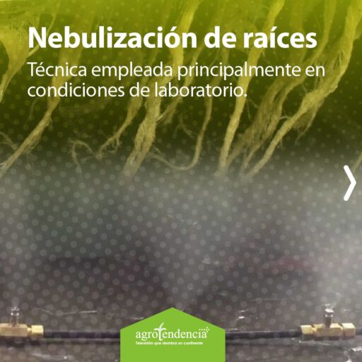 micro aspersores fertilizando raíces