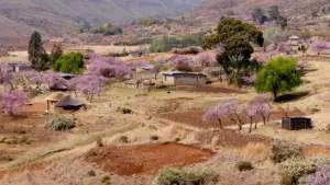 Cultivo de durazno - Durazno - Manejo del cultivo de durazno - Plagas y enfermedades del cultivo de durazno - Cosecha del durazno - Usos gastronómicos del durazno