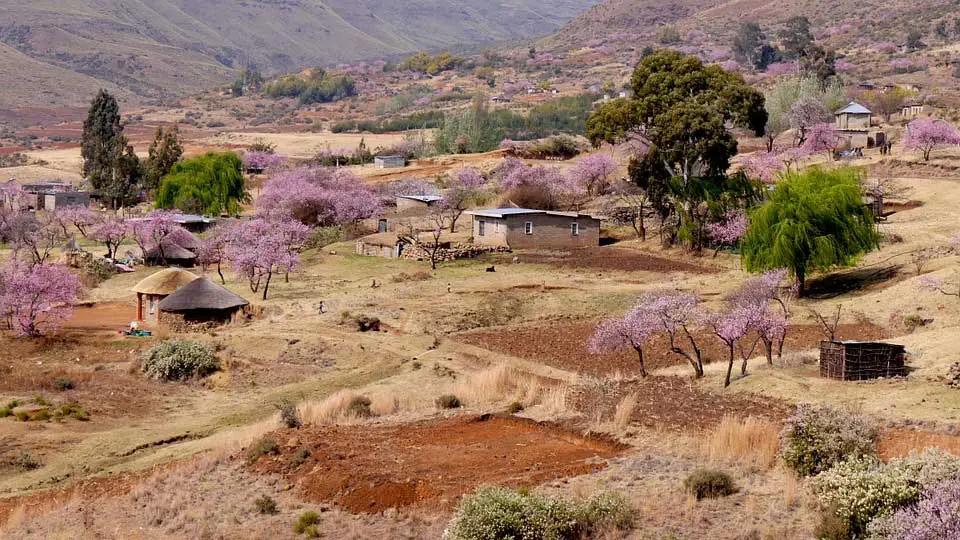 Comunidad de lesotho-China-cultivo-de-durazno