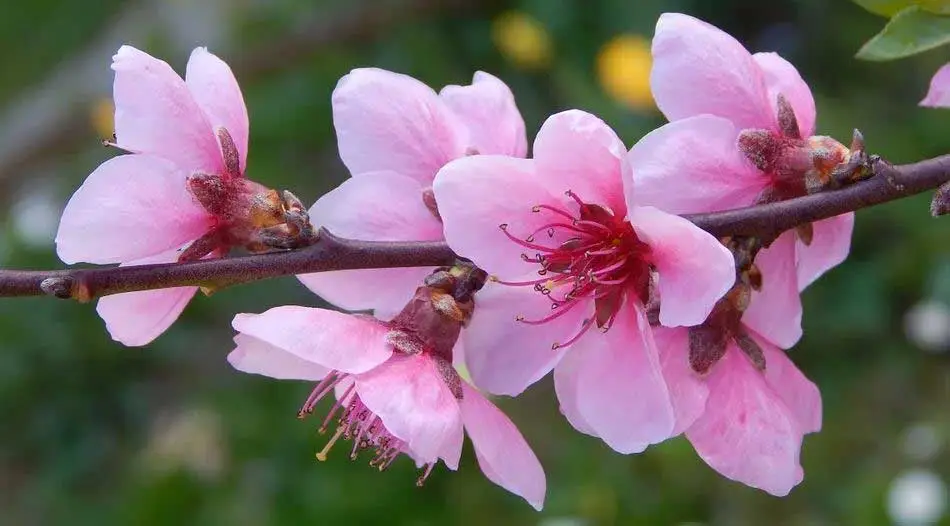 flores rosadas de la planta de durazno