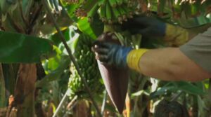 Aprovechamiento lo los desechos del cultivo de platano