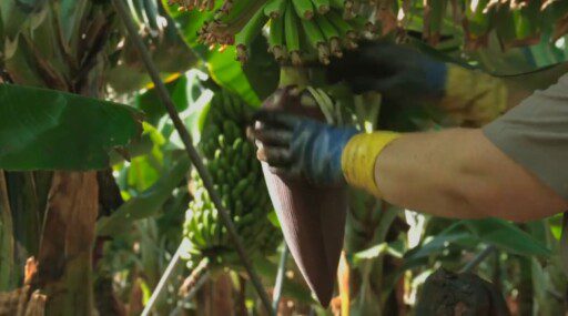 Aprovechamiento lo los desechos del cultivo de platano