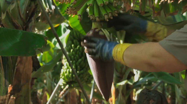 Cultivo de plátano