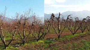 Cultivo de durazno - Durazno - Manejo del cultivo de durazno - Plagas y enfermedades del cultivo de durazno - Cosecha del durazno - Usos gastronómicos del durazno