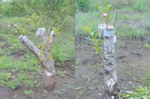 Cultivo de durazno - Durazno - Manejo del cultivo de durazno - Plagas y enfermedades del cultivo de durazno - Cosecha del durazno - Usos gastronómicos del durazno