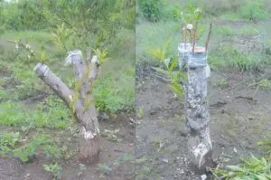 Cultivo de durazno - Durazno - Manejo del cultivo de durazno - Plagas y enfermedades del cultivo de durazno - Cosecha del durazno - Usos gastronómicos del durazno