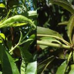 Cultivo de durazno - Durazno - Manejo del cultivo de durazno - Plagas y enfermedades del cultivo de durazno - Cosecha del durazno - Usos gastronómicos del durazno