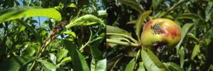 Cultivo de durazno - Durazno - Manejo del cultivo de durazno - Plagas y enfermedades del cultivo de durazno - Cosecha del durazno - Usos gastronómicos del durazno