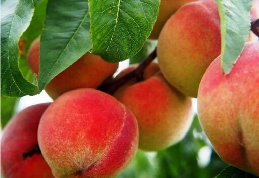 Durazno: tipos, beneficios, propiedades y como cultivarlo