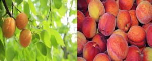 Cultivo de durazno - Durazno - Manejo del cultivo de durazno - Plagas y enfermedades del cultivo de durazno - Cosecha del durazno - Usos gastronómicos del durazno