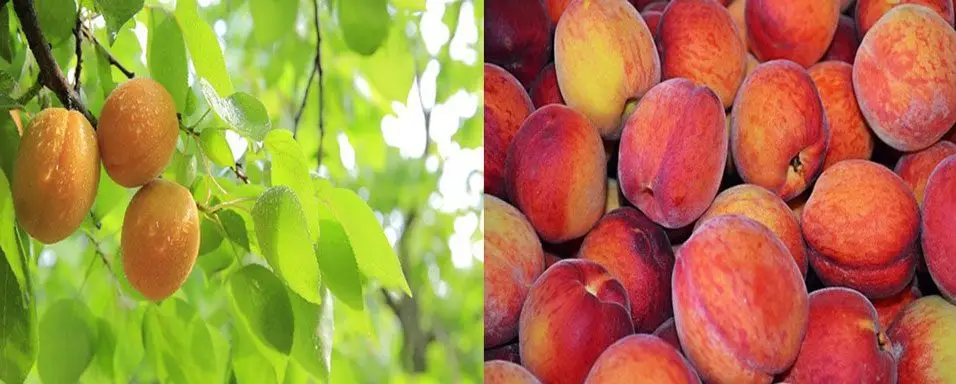 Duraznos amarillos y duraznos rojizos 