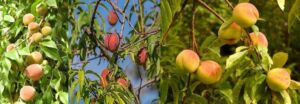 Cultivo de durazno - Durazno - Manejo del cultivo de durazno - Plagas y enfermedades del cultivo de durazno - Cosecha del durazno - Usos gastronómicos del durazno