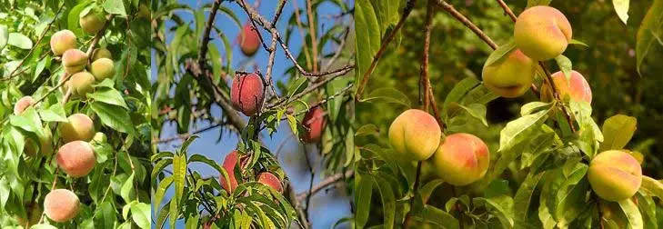 Ramas con frutos de durazno