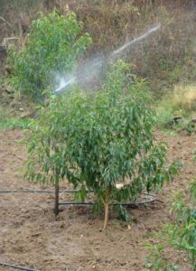 Cultivo de durazno - Durazno - Manejo del cultivo de durazno - Plagas y enfermedades del cultivo de durazno - Cosecha del durazno - Usos gastronómicos del durazno