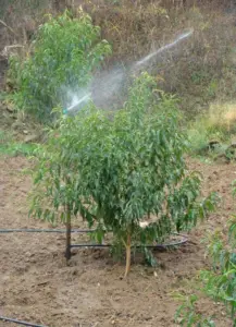 Cultivo de durazno - Durazno - Manejo del cultivo de durazno - Plagas y enfermedades del cultivo de durazno - Cosecha del durazno - Usos gastronómicos del durazno