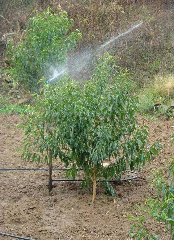 cultivo de durazno regado por aspersión