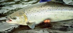 ¿Cómo se cría el salmón? Beneficios y perjuicios